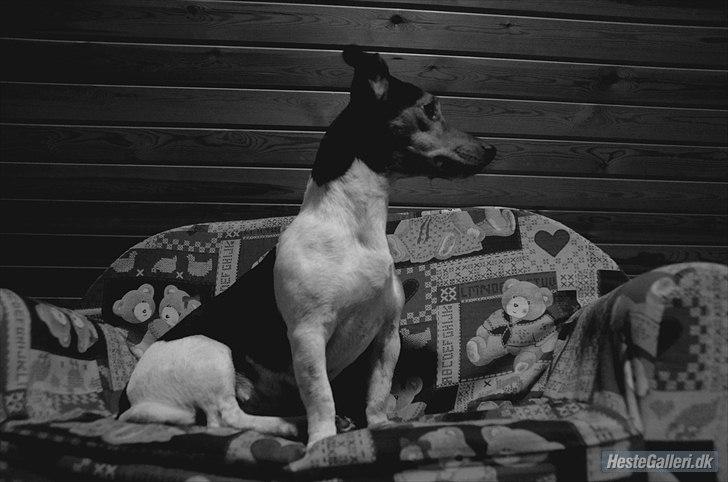 Jack russell terrier Sabbie - Velkommen til Sabbies profil! billede 2