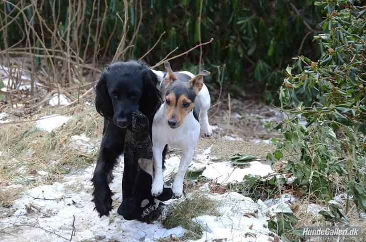 Jack russell terrier Sabbie billede 5