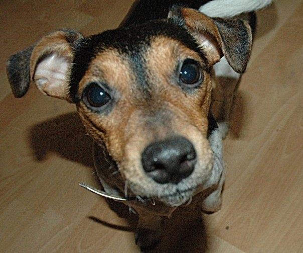 Jack russell terrier Sabbie - Heeeeej billede 6