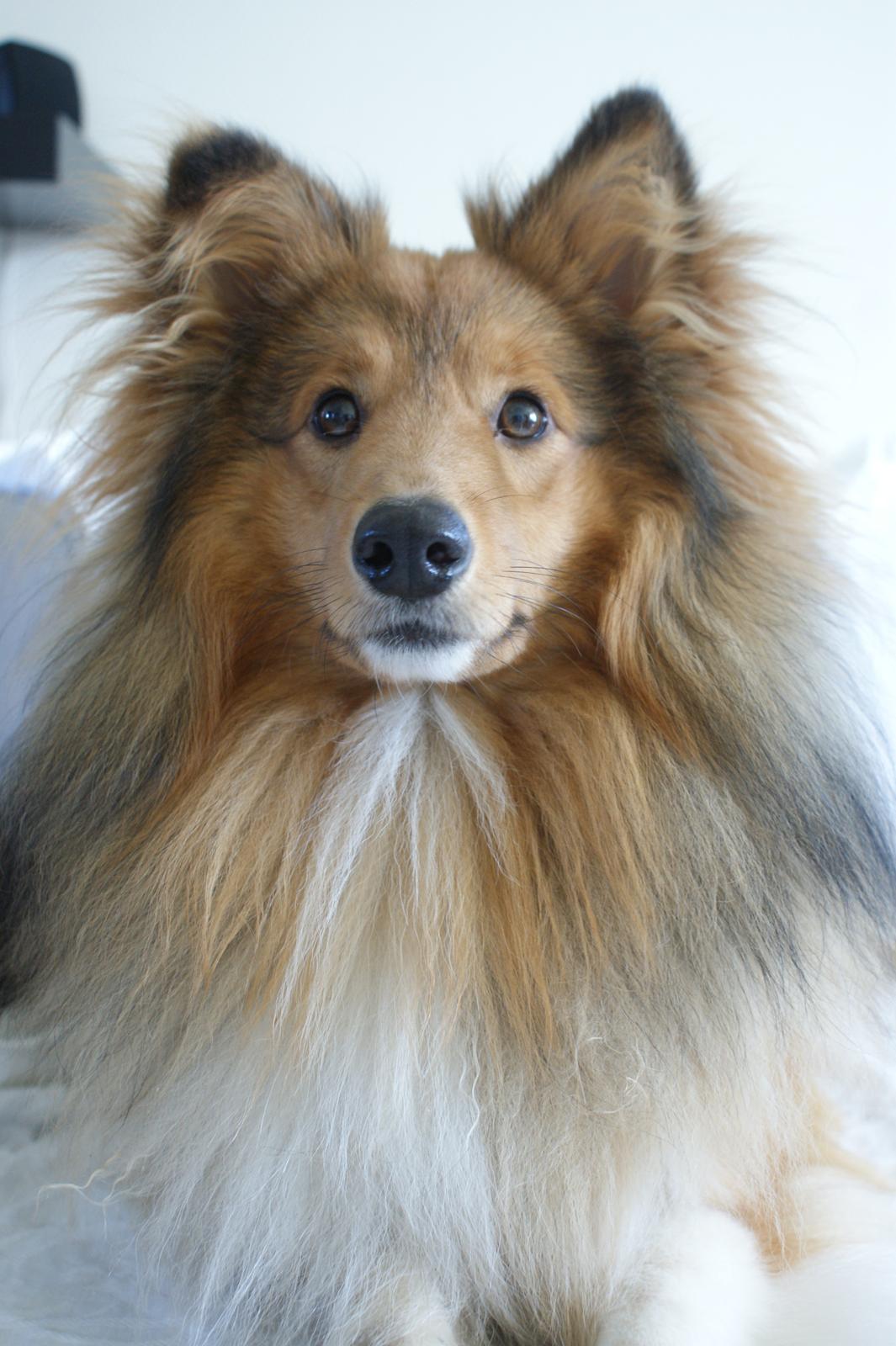 Shetland sheepdog Villy billede 1