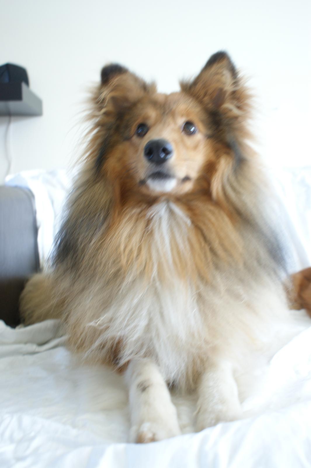 Shetland sheepdog Villy billede 2