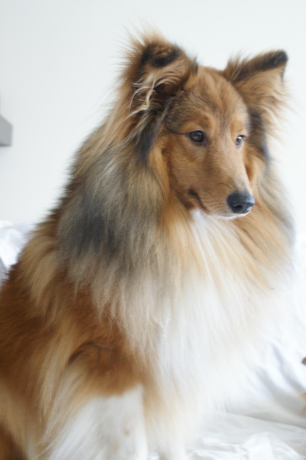 Shetland sheepdog Villy billede 3