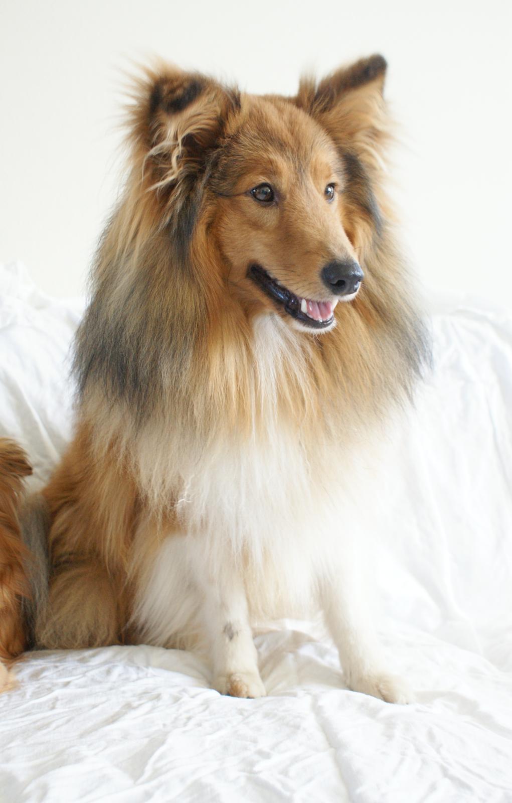 Shetland sheepdog Villy billede 4