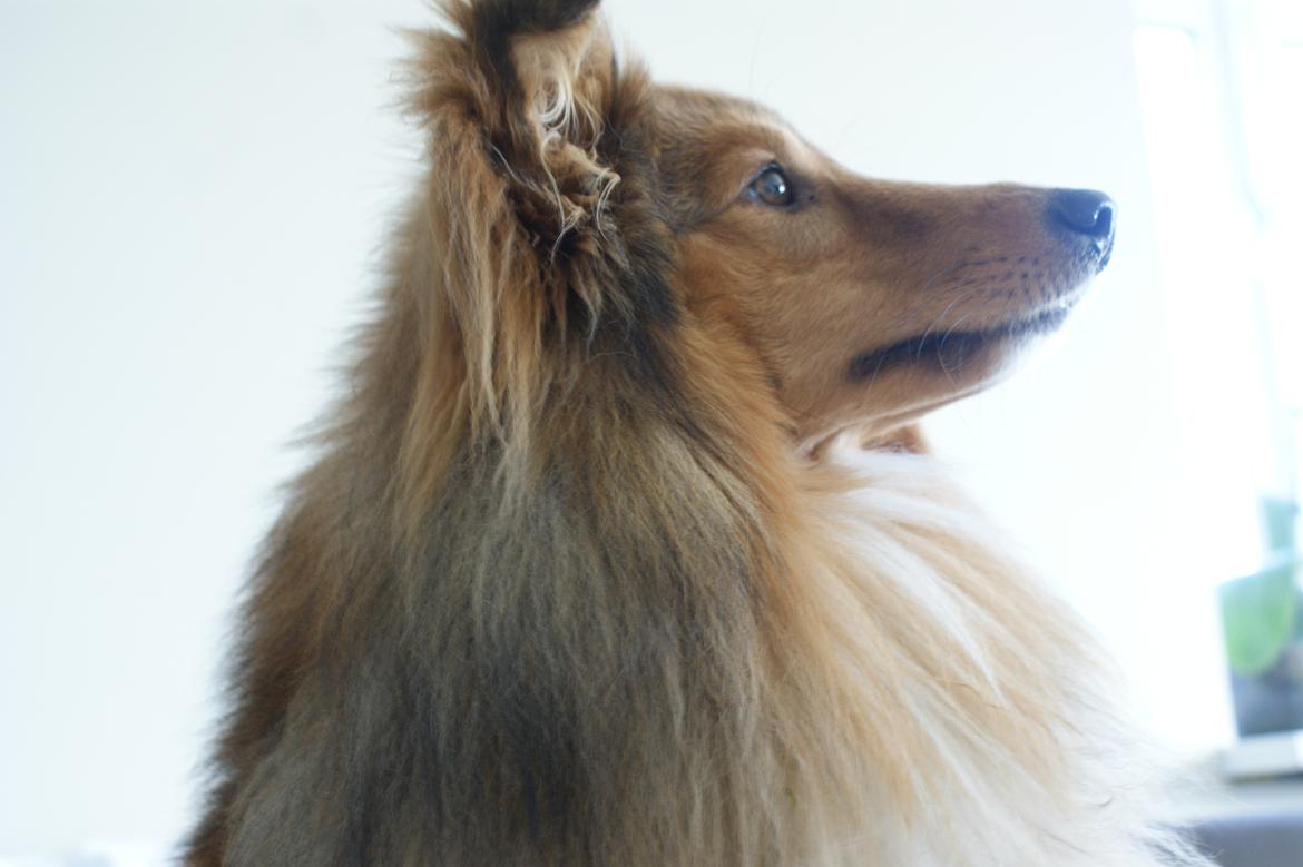 Shetland sheepdog Villy billede 5