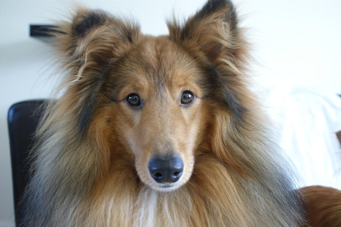 Shetland sheepdog Villy billede 6