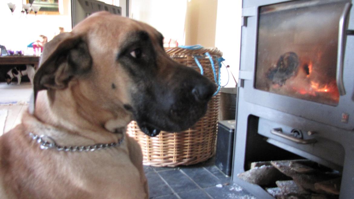 Grand danois Zato billede 1