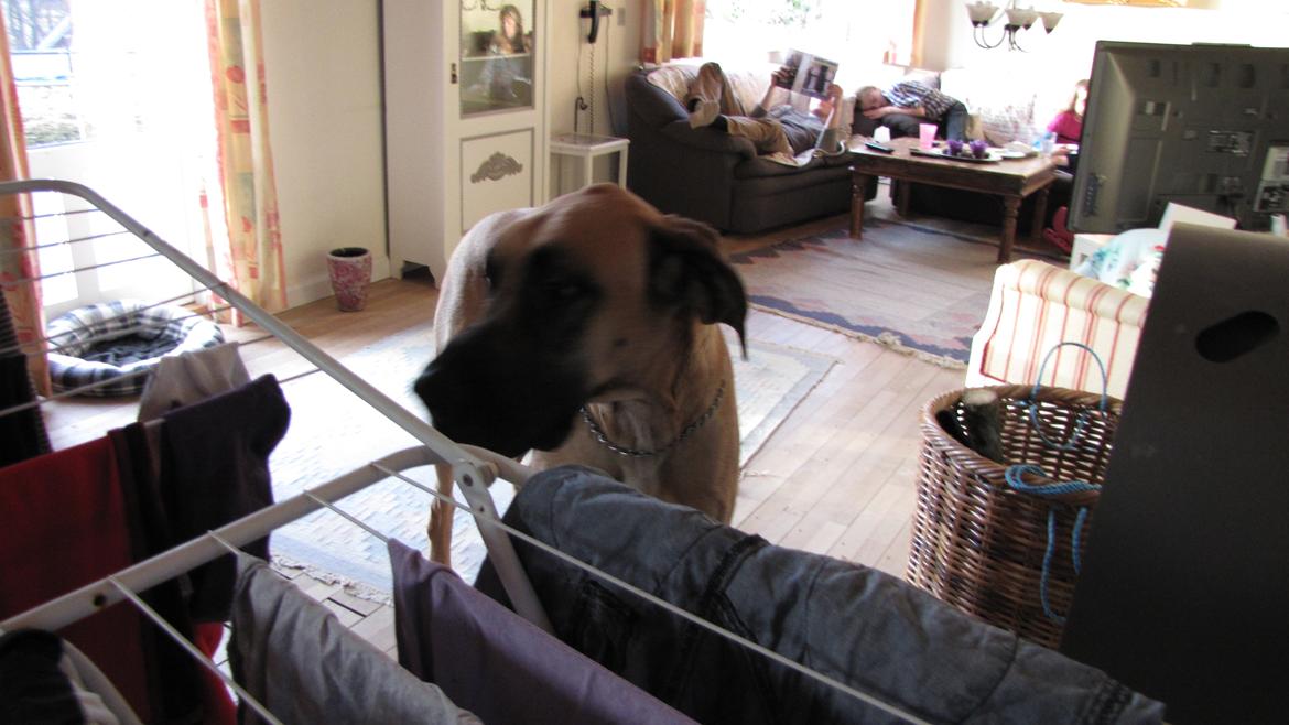 Grand danois Zato billede 2