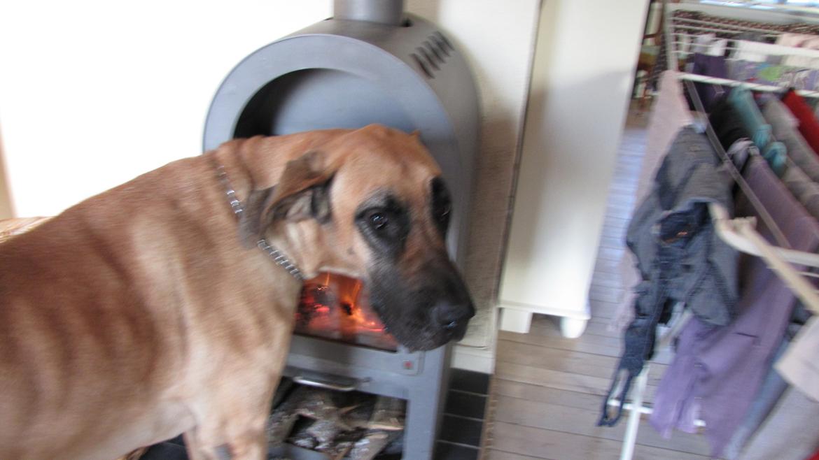 Grand danois Zato billede 3