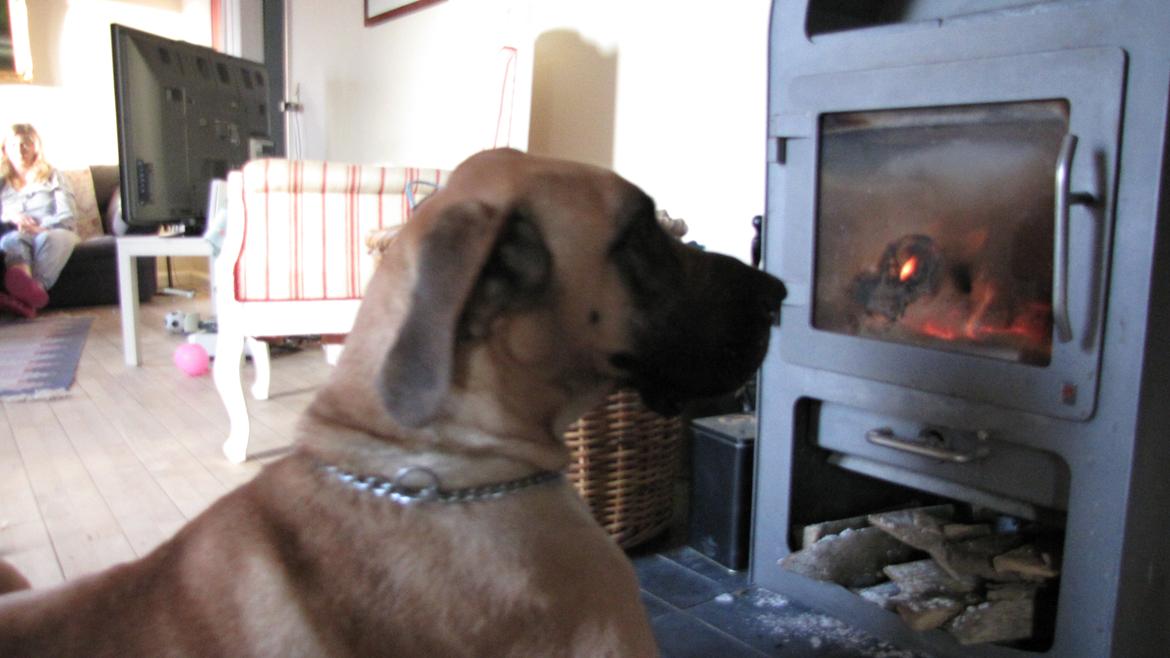 Grand danois Zato billede 4