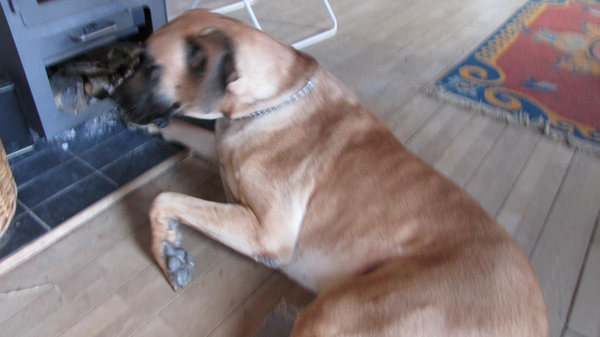 Grand danois Zato billede 5