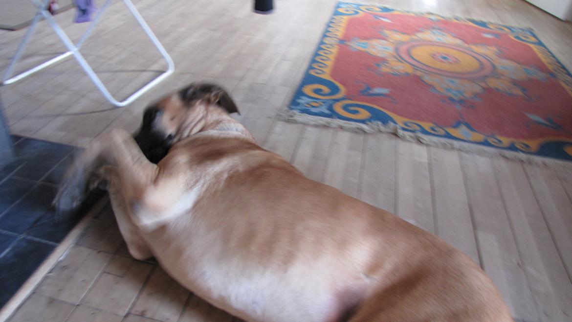 Grand danois Zato billede 6