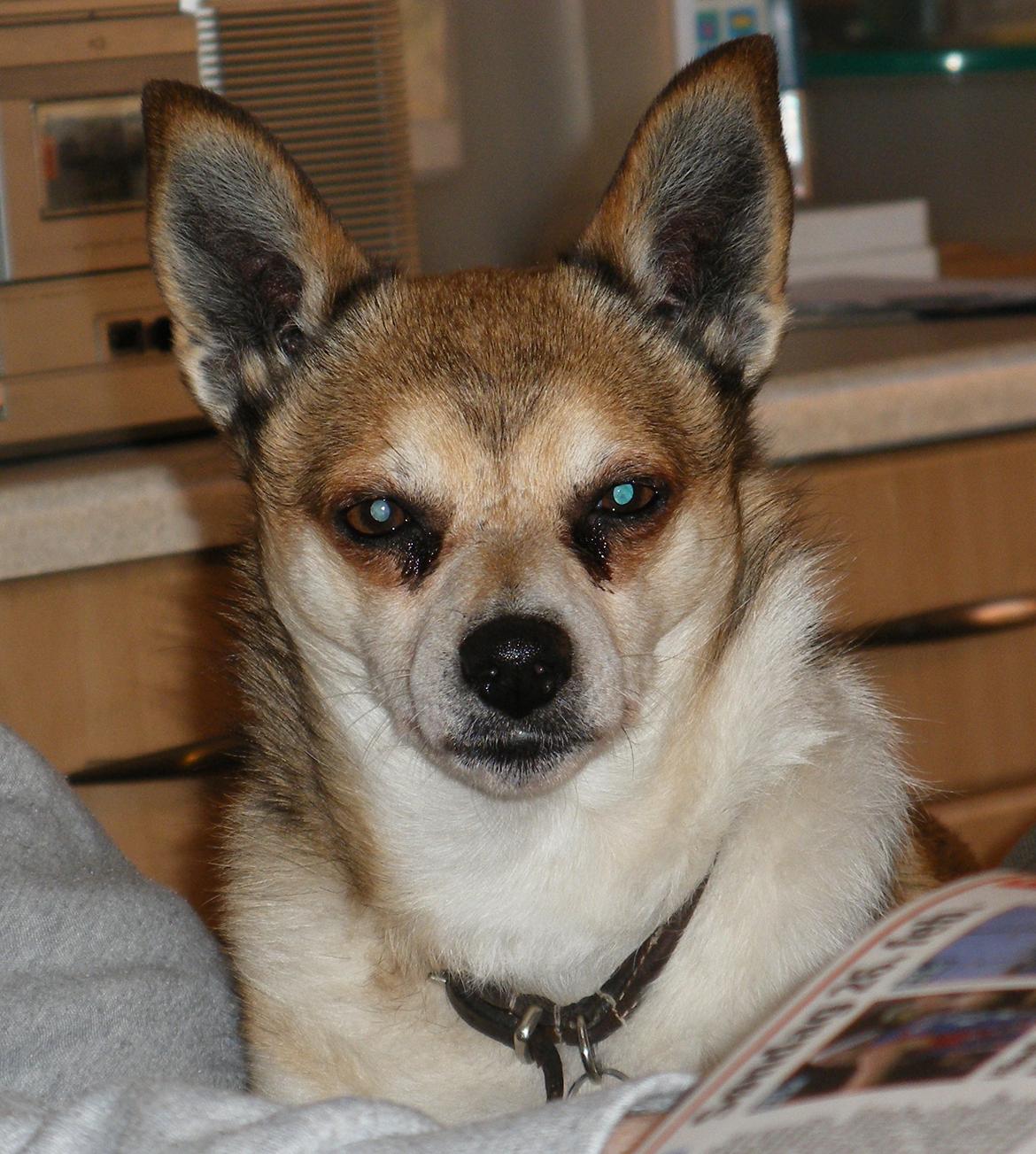 Norsk lundehund Heldager's Liv - 26.2.2012 billede 1