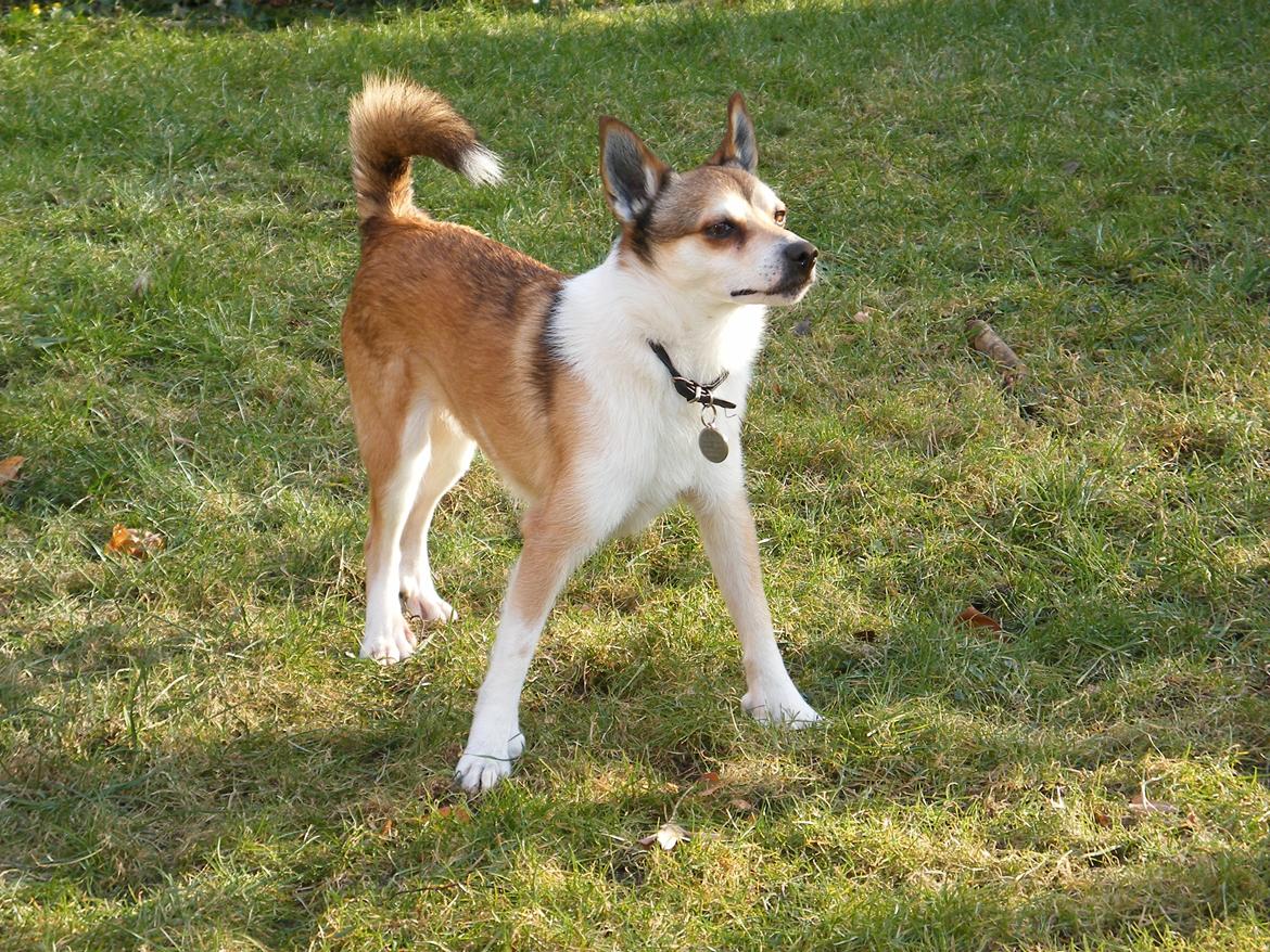 Norsk lundehund Løvheims Forseti / Fossi 4.3.05 - 13.1.14 - 26.2.2012 billede 1