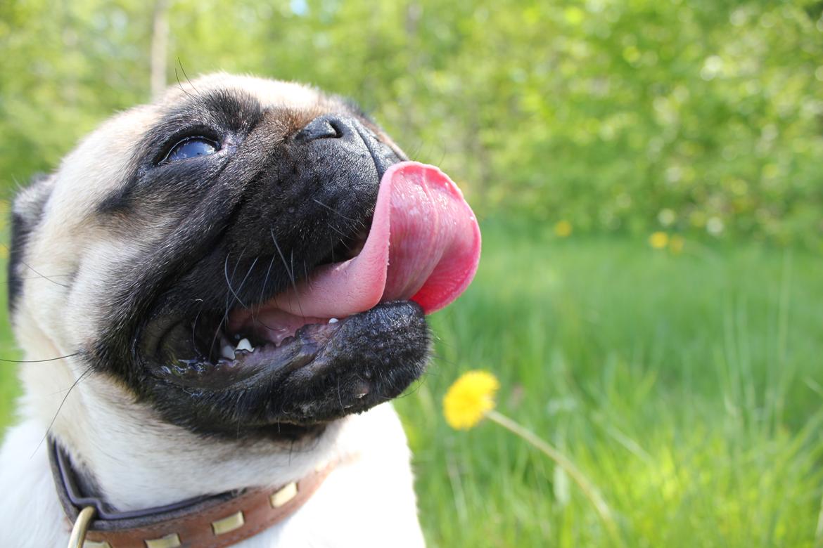 Mops Zoe - Rullepølsen billede 9