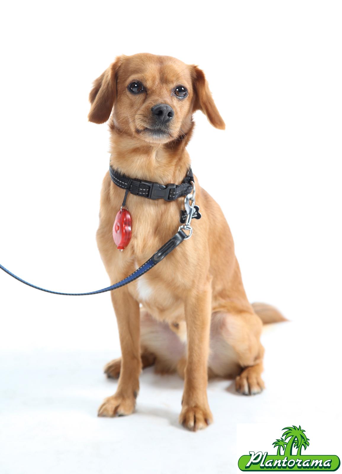 Blanding af racer Buster billede 18