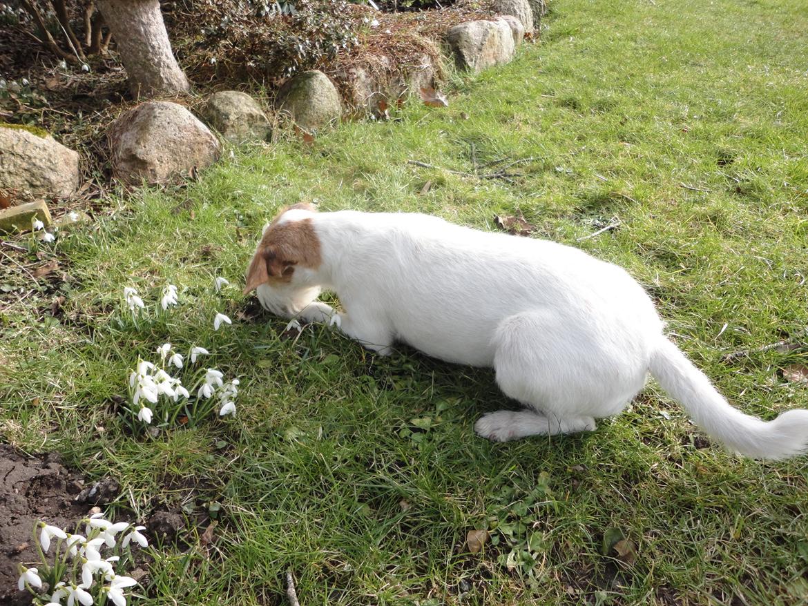 Parson russell terrier Freja - Freja i blomsterne billede 1