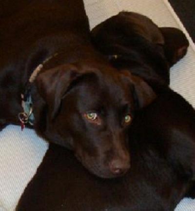 Labrador retriever Aya billede 8