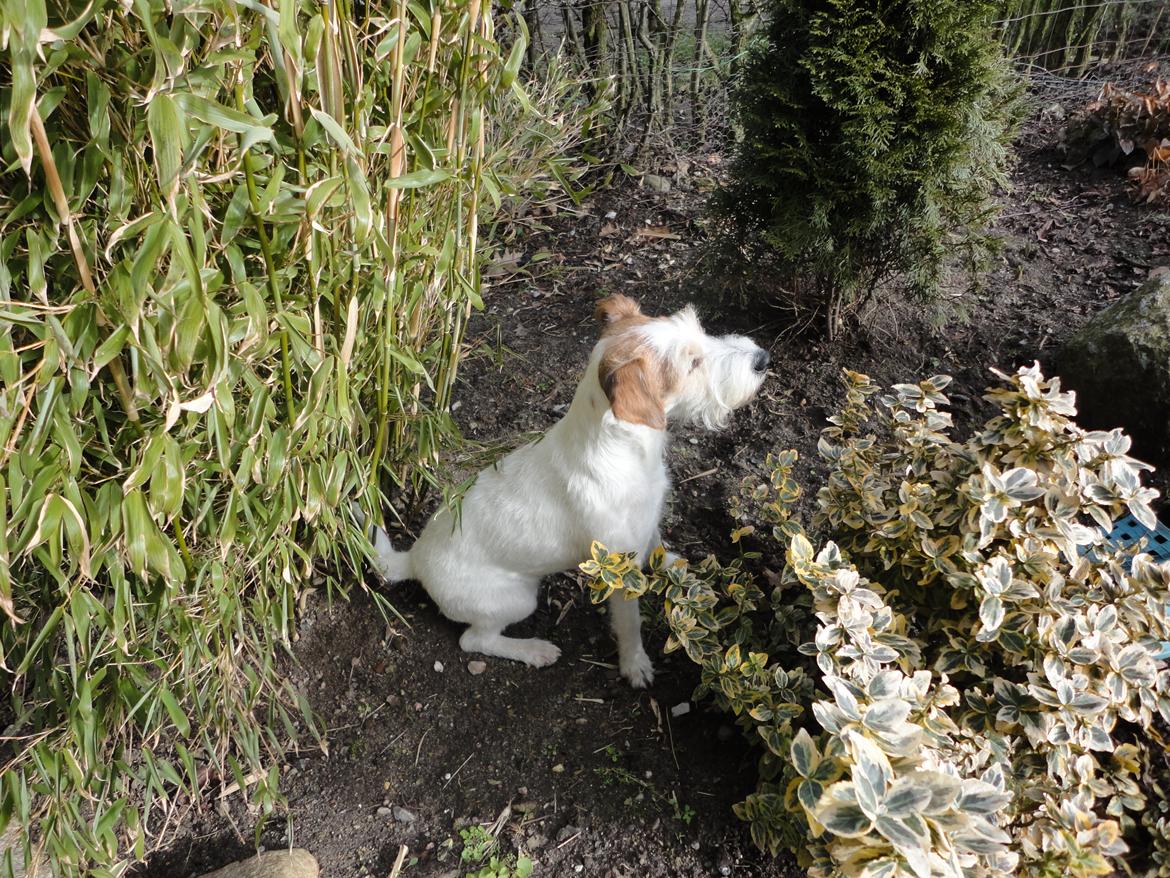 Parson russell terrier Freja - Hvad kigger du på? billede 2