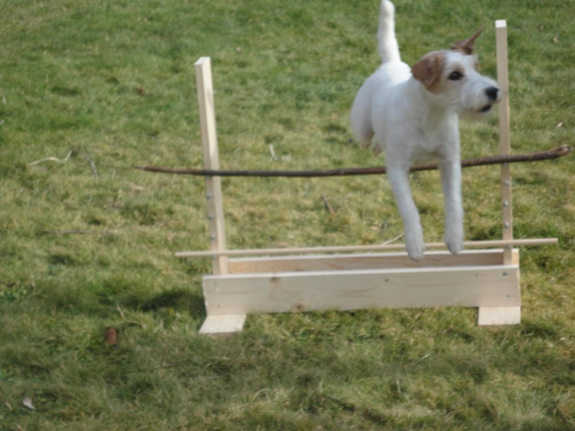 Parson russell terrier Freja - Dygtig billede 3