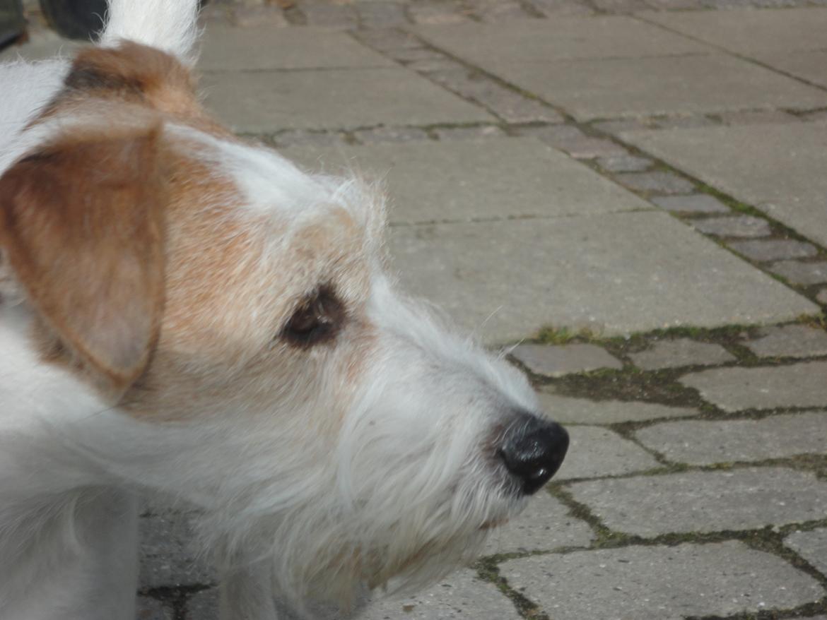 Parson russell terrier Freja - Nurh billede 6
