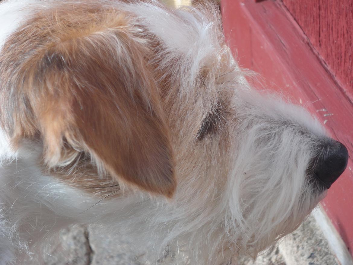 Parson russell terrier Freja - Sikken et fint hovede billede 7