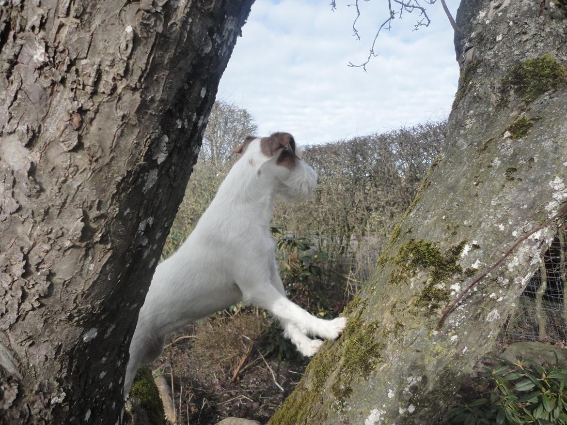 Parson russell terrier Freja - Er det sjovt at være i træet? billede 8