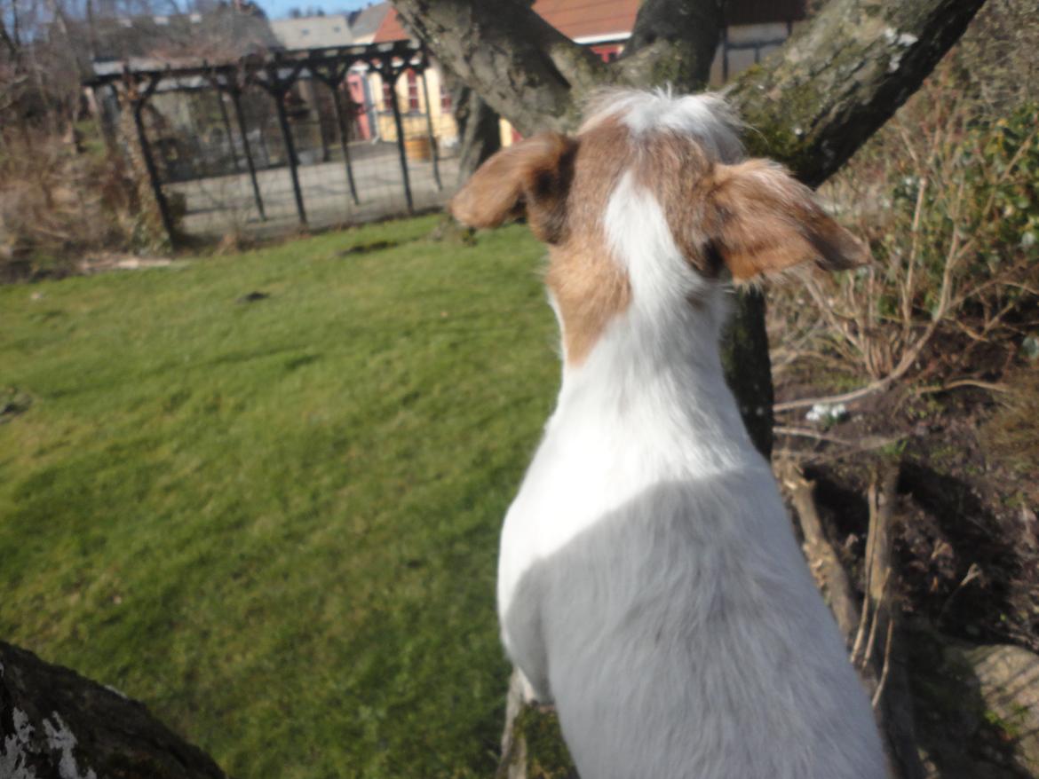 Parson russell terrier Freja - Hvad kan du se? billede 9