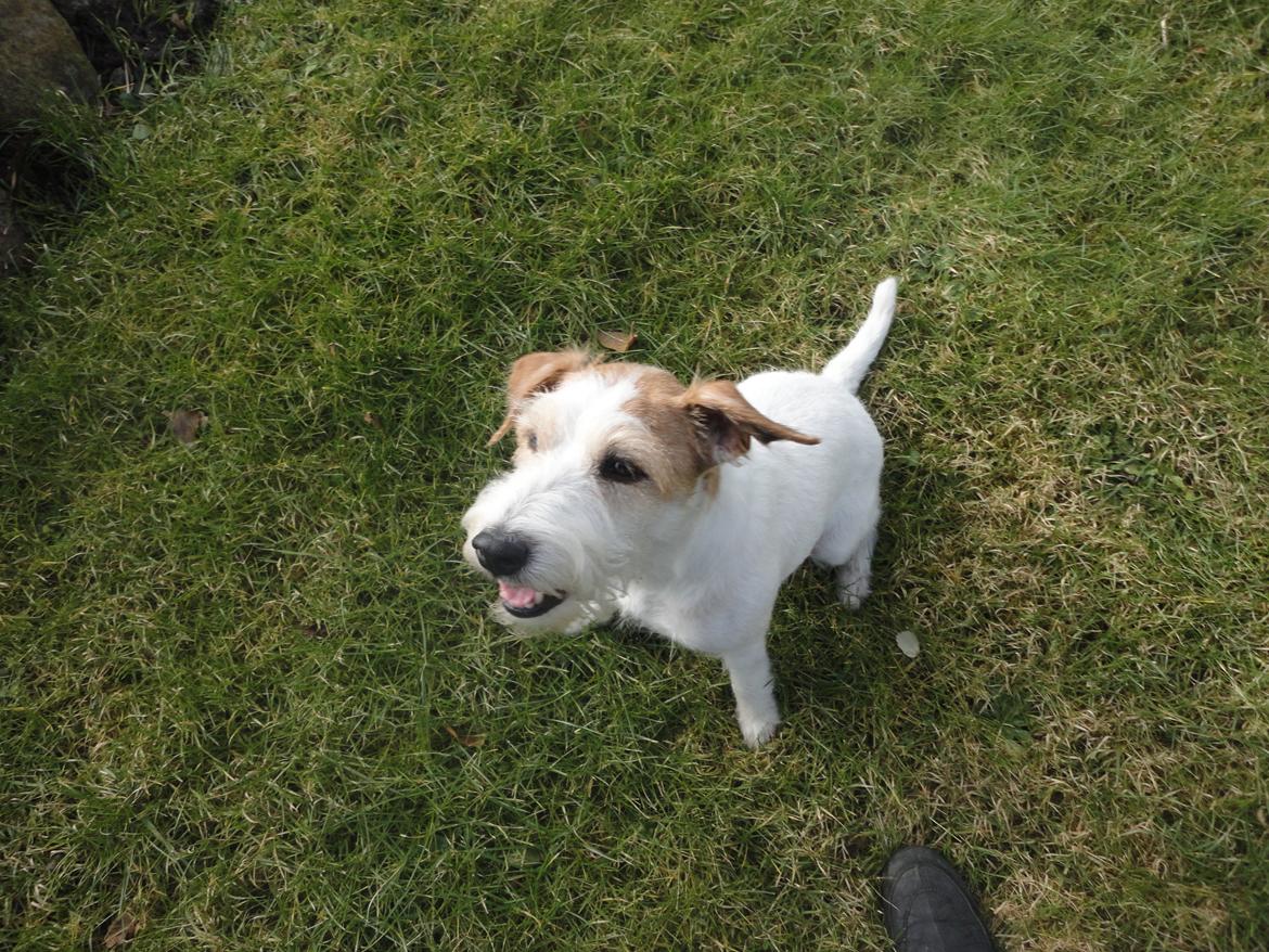 Parson russell terrier Freja billede 10