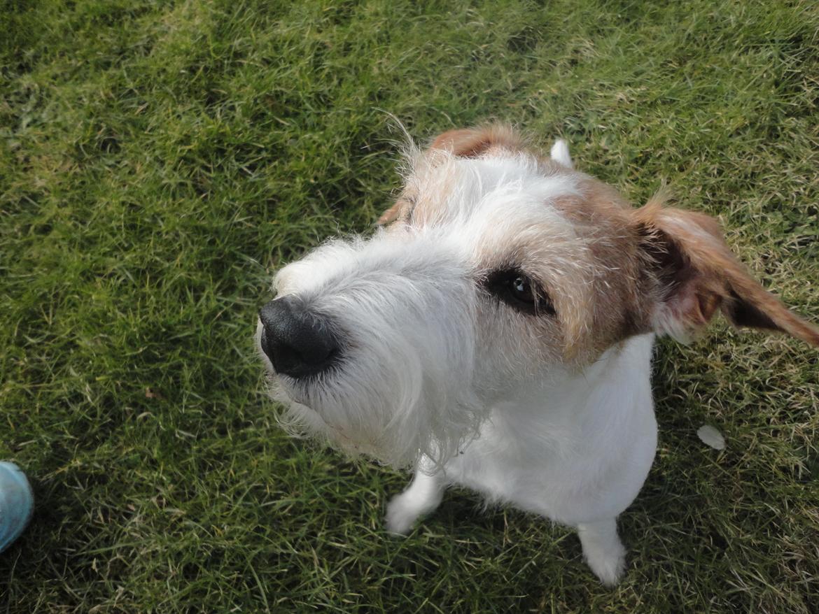 Parson russell terrier Freja billede 11