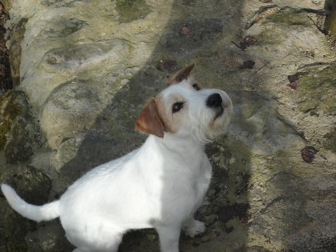 Parson russell terrier Freja billede 12