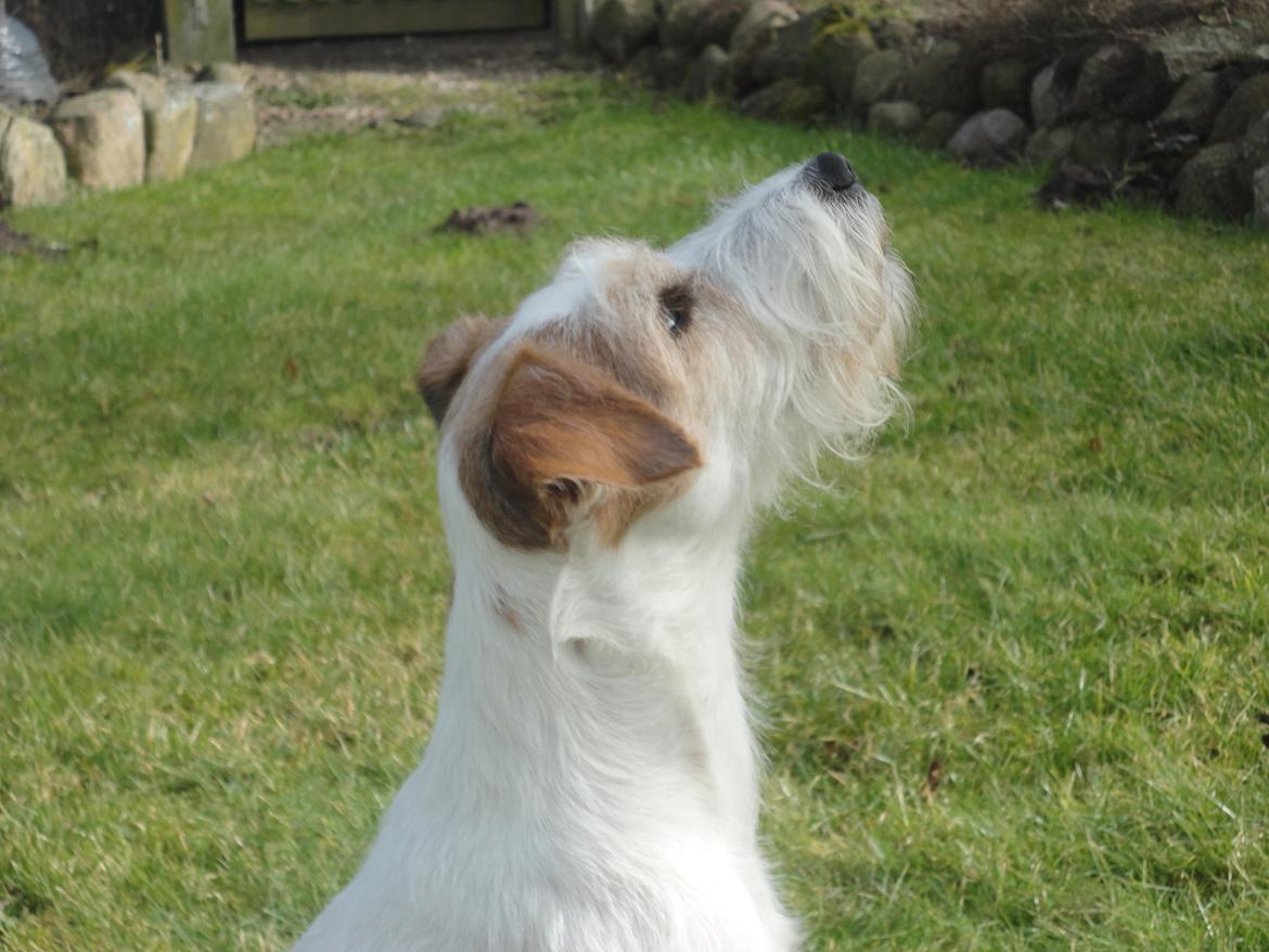 Parson russell terrier Freja billede 14
