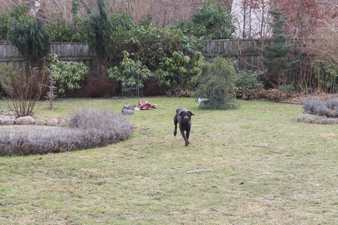 Labrador retriever Aya billede 10