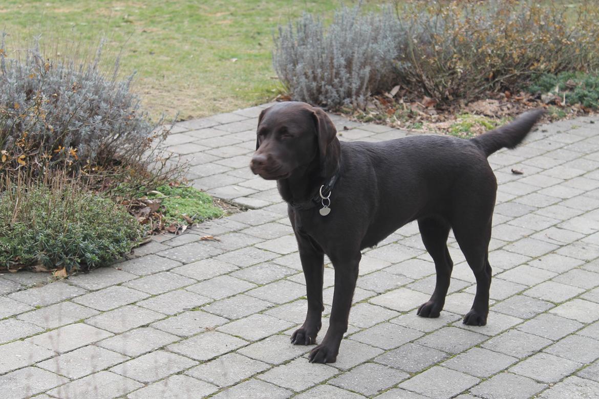 Labrador retriever Aya billede 11