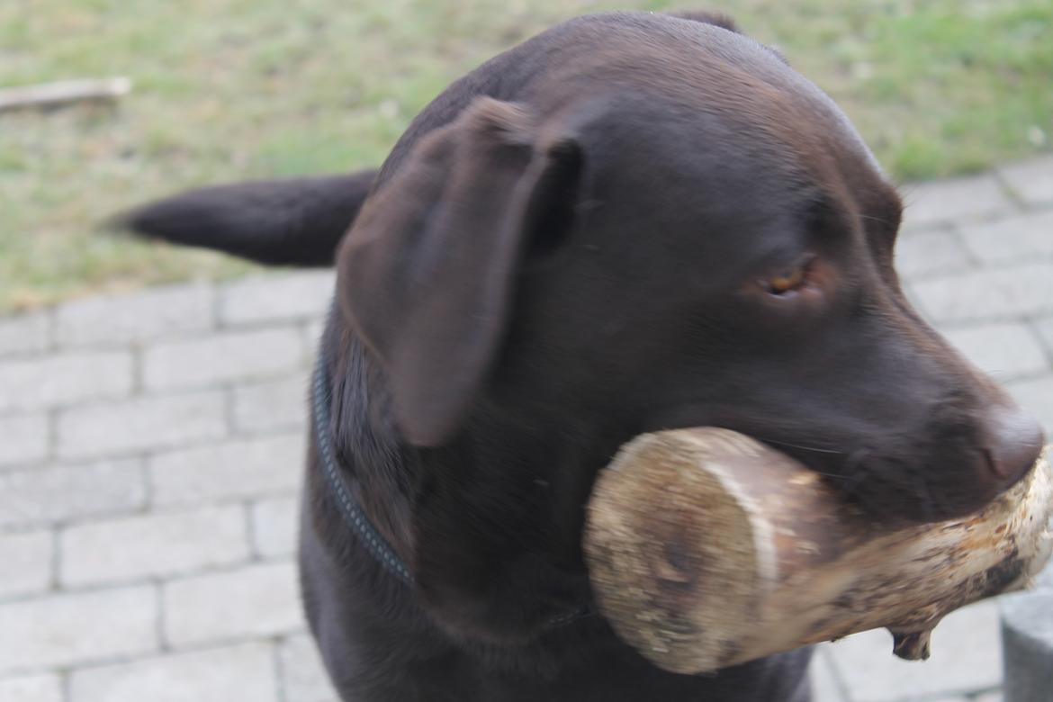 Labrador retriever Aya billede 20