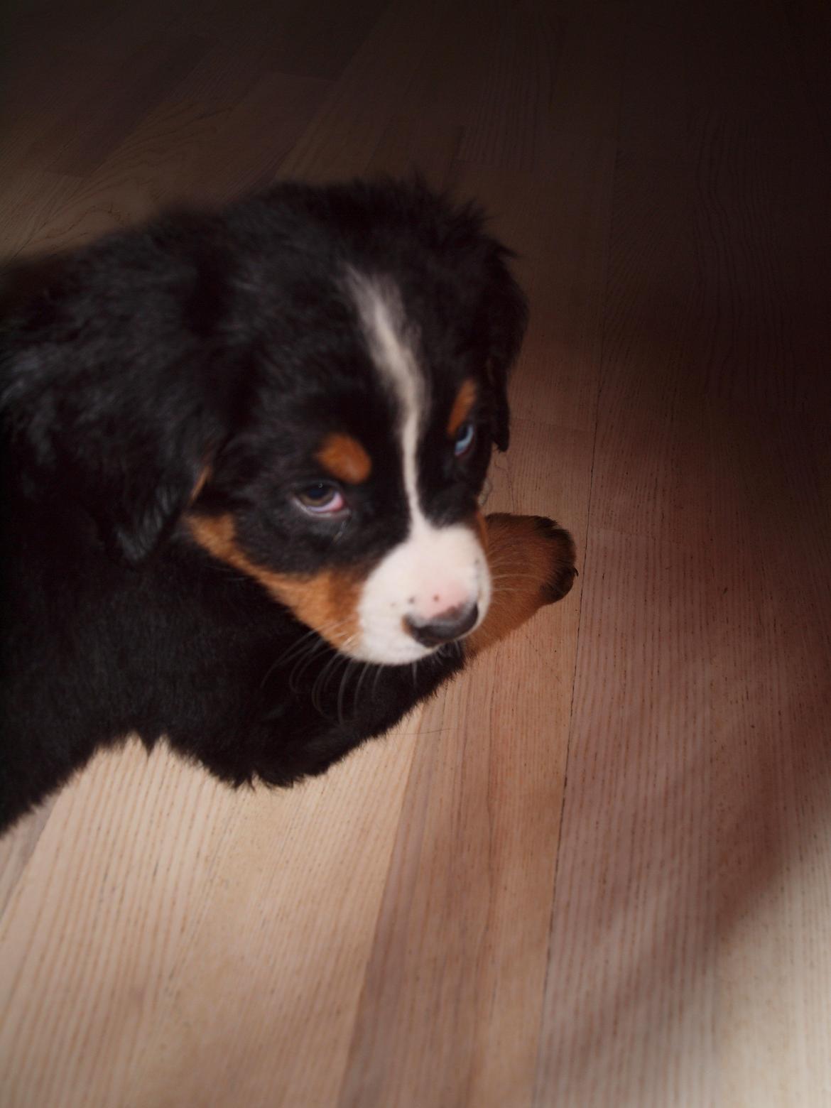 Berner sennenhund Bernerstuens Belle (Blue) - Py ha, jeg er træt nu. billede 14