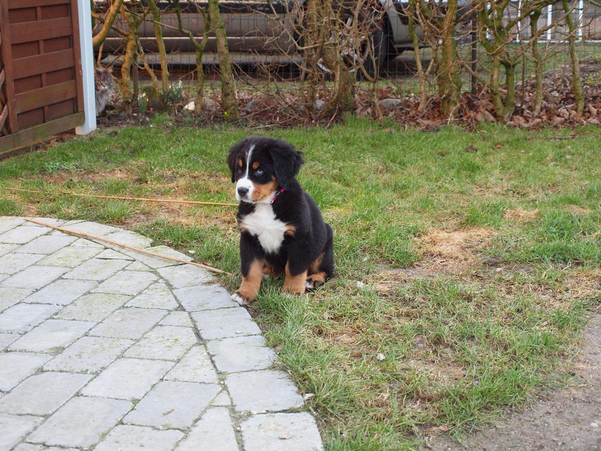 Berner sennenhund Bernerstuens Belle (Blue) - Hej og velkommen til min profil billede 1