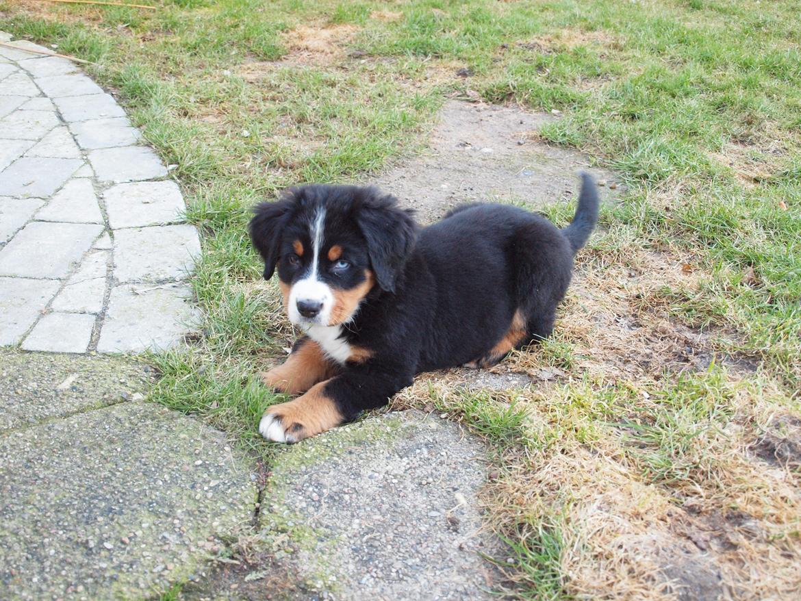 Berner sennenhund Bernerstuens Belle (Blue) billede 2