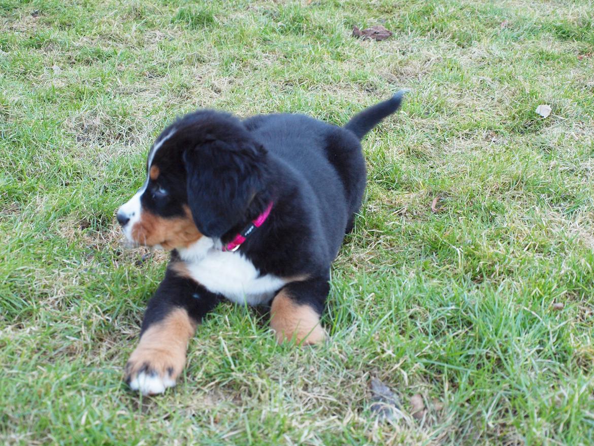 Berner sennenhund Bernerstuens Belle (Blue) billede 3