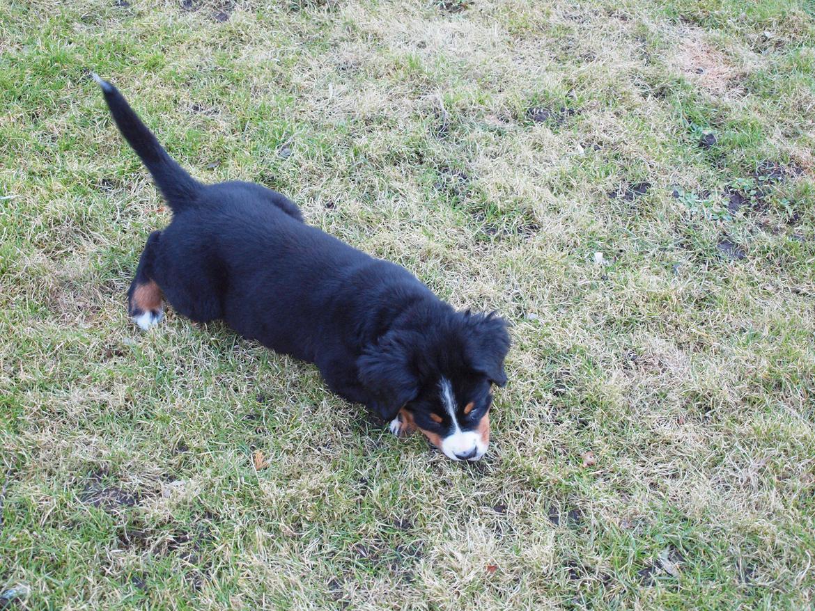 Berner sennenhund Bernerstuens Belle (Blue) billede 4