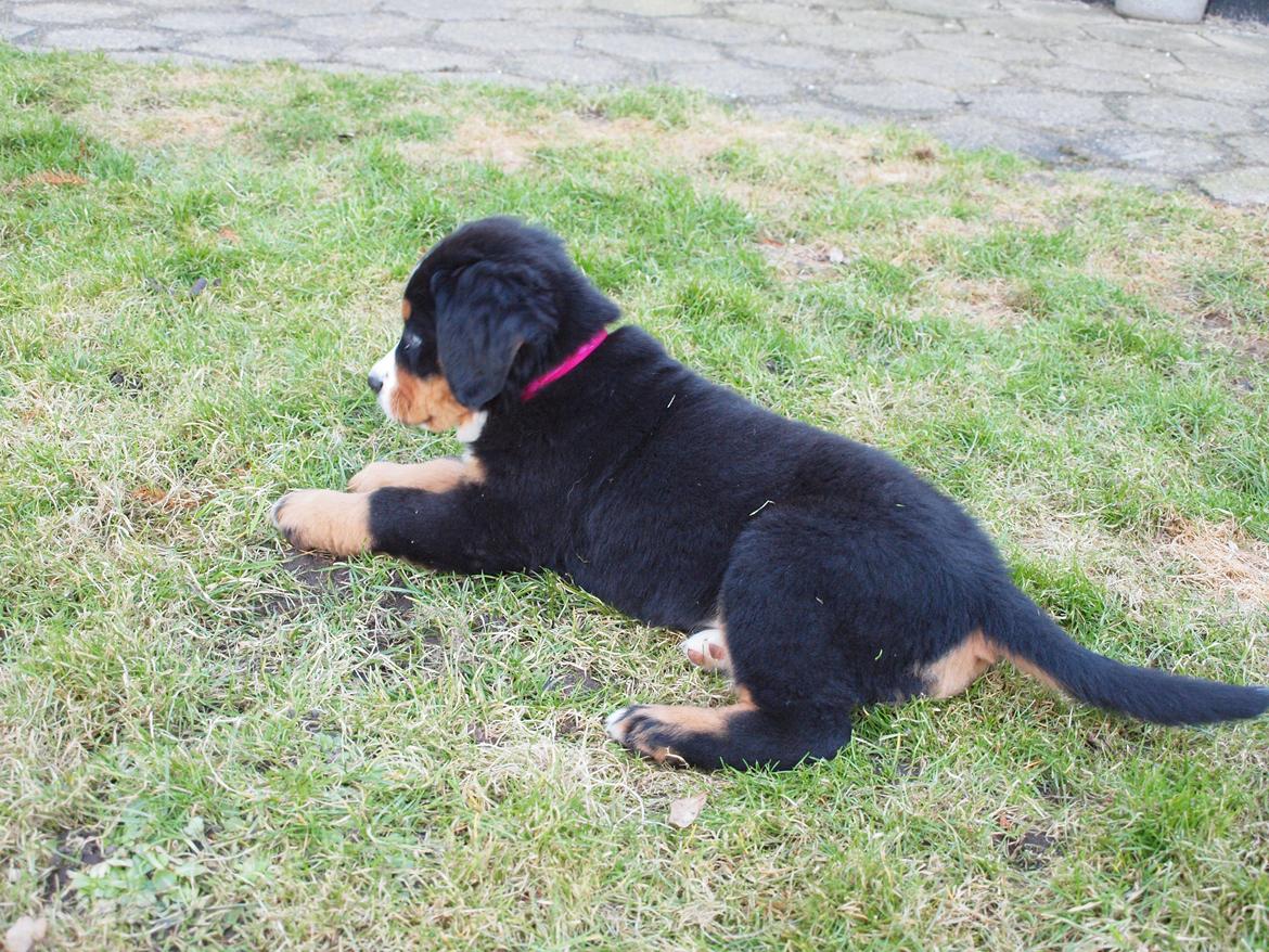 Berner sennenhund Bernerstuens Belle (Blue) billede 5