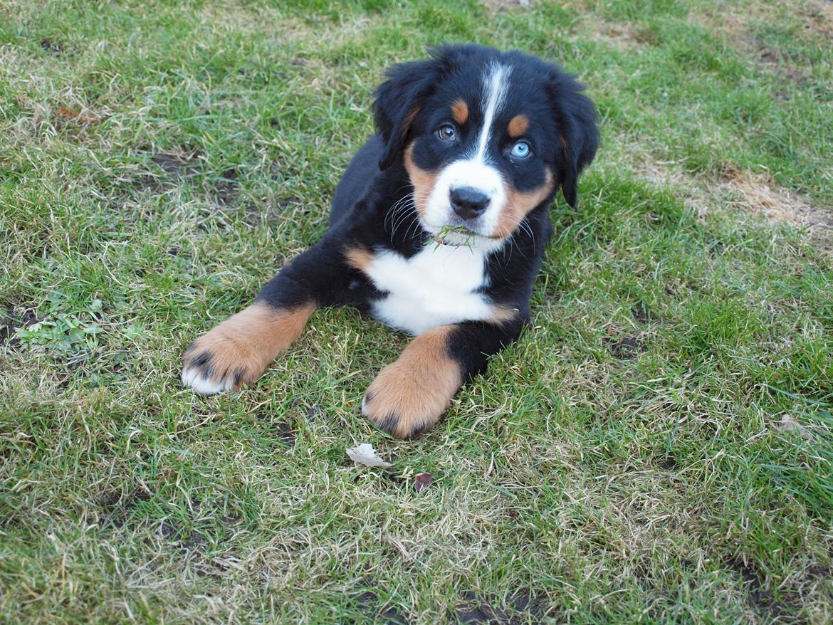 Berner sennenhund Bernerstuens Belle (Blue) billede 6