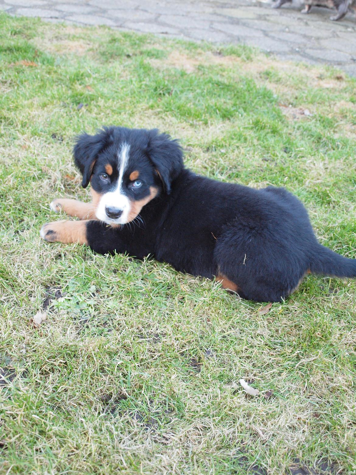 Berner sennenhund Bernerstuens Belle (Blue) billede 7