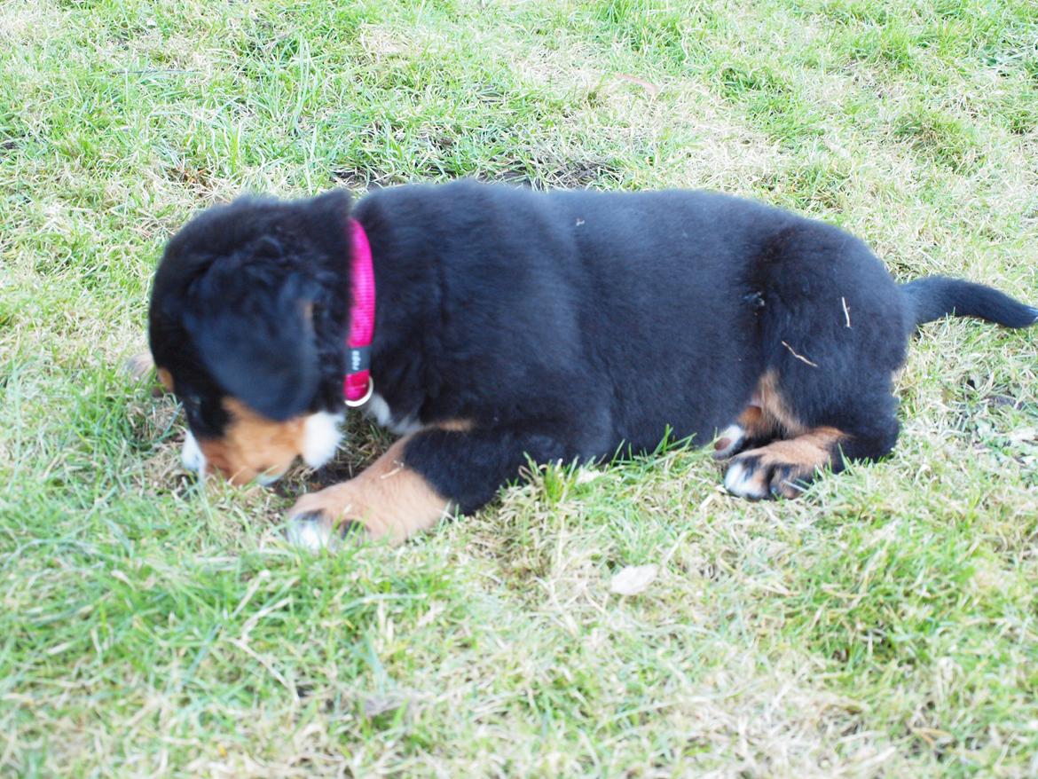 Berner sennenhund Bernerstuens Belle (Blue) billede 8