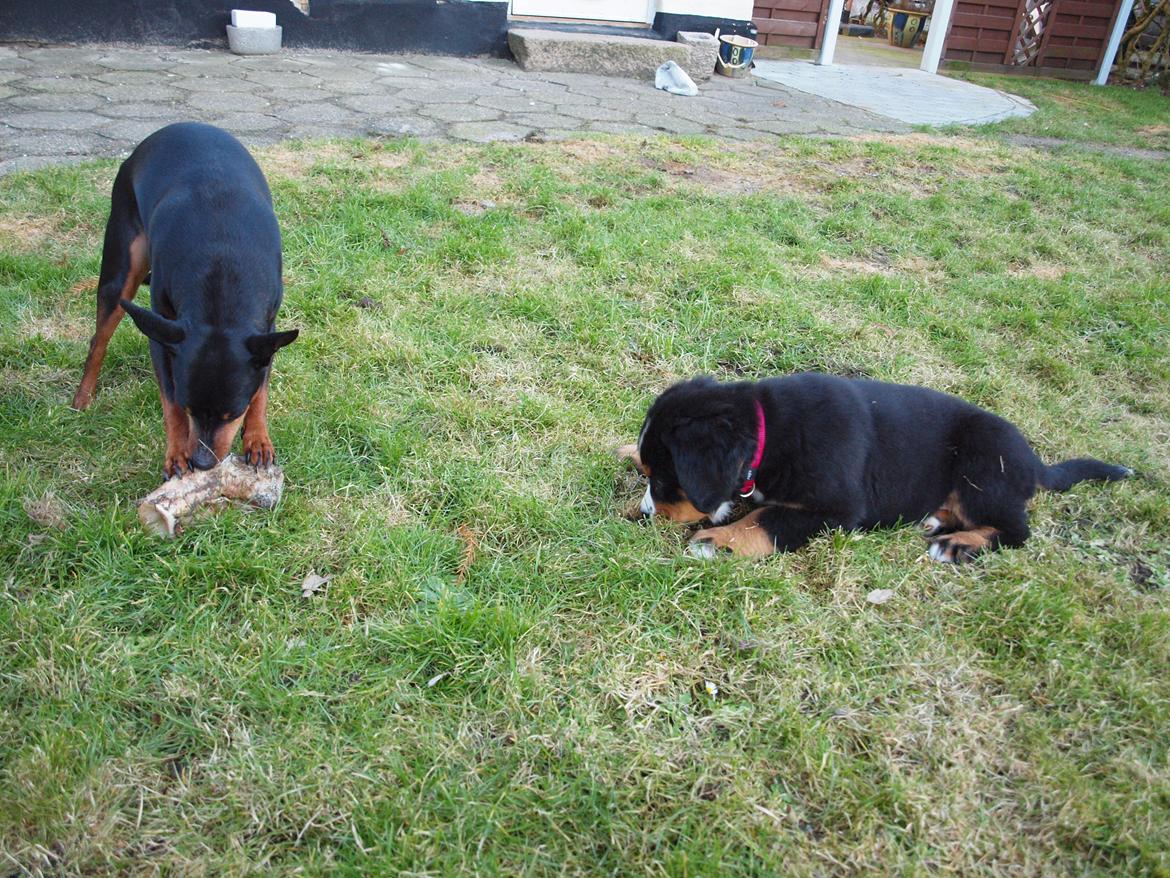 Berner sennenhund Bernerstuens Belle (Blue) - Grrr.....giv mig det ben storebror!! billede 9