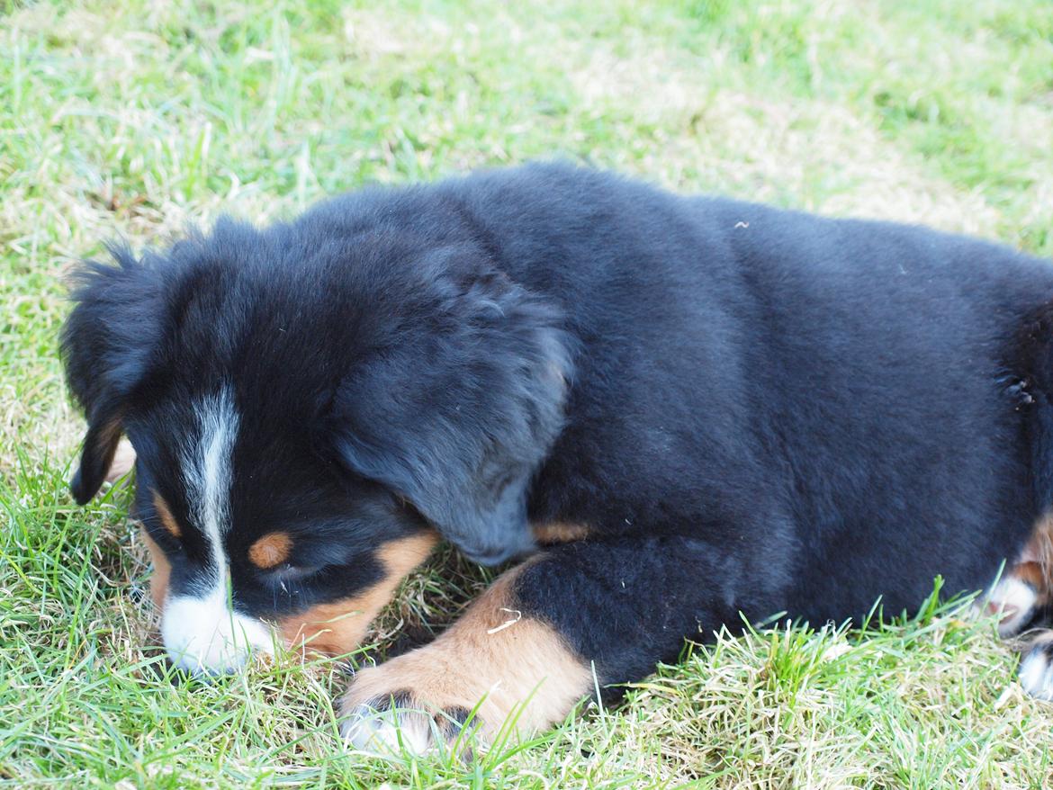 Berner sennenhund Bernerstuens Belle (Blue) - Din myre, jeg tager dig...... billede 10