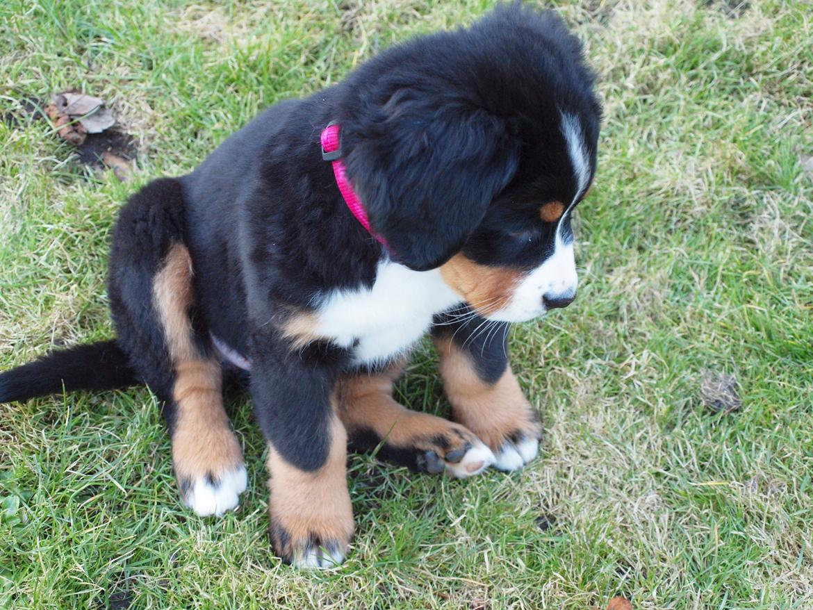 Berner sennenhund Bernerstuens Belle (Blue) - .....hov hvor blev du af myre? billede 11