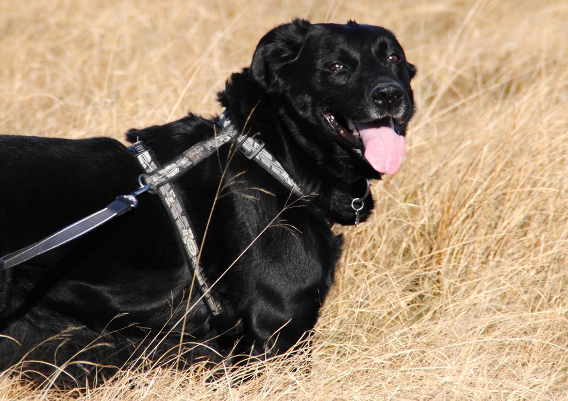Labrador retriever Newton <3 - Tversted søerne 26-02-2012 :-D billede 9