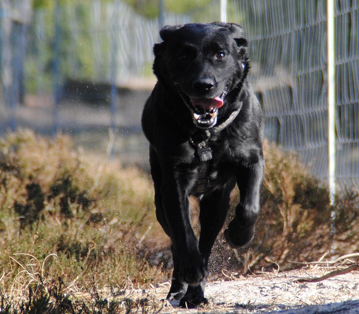 Labrador retriever Newton <3 - Tversted søerne 26-02-2012 :-) Fuld fart! billede 10