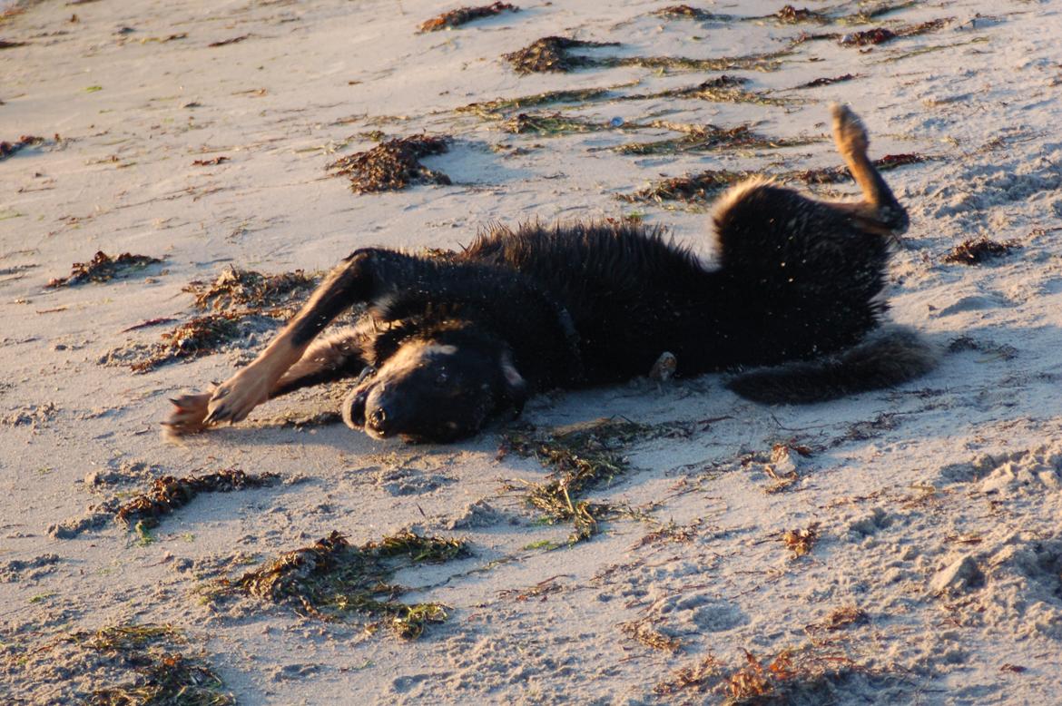 Blanding af racer Kovo <3 billede 8