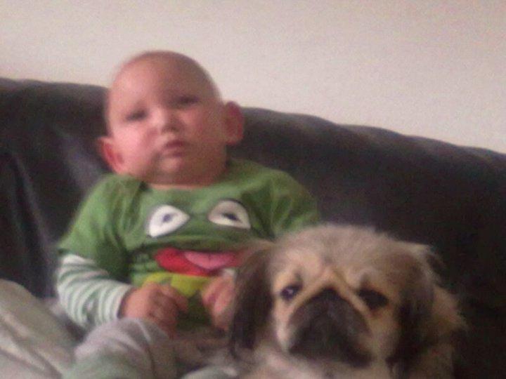 Pekingeser Cherie billede 4